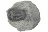 Upper Cambrain Trilobite (Pterocephalia) - British Columbia #212624-1